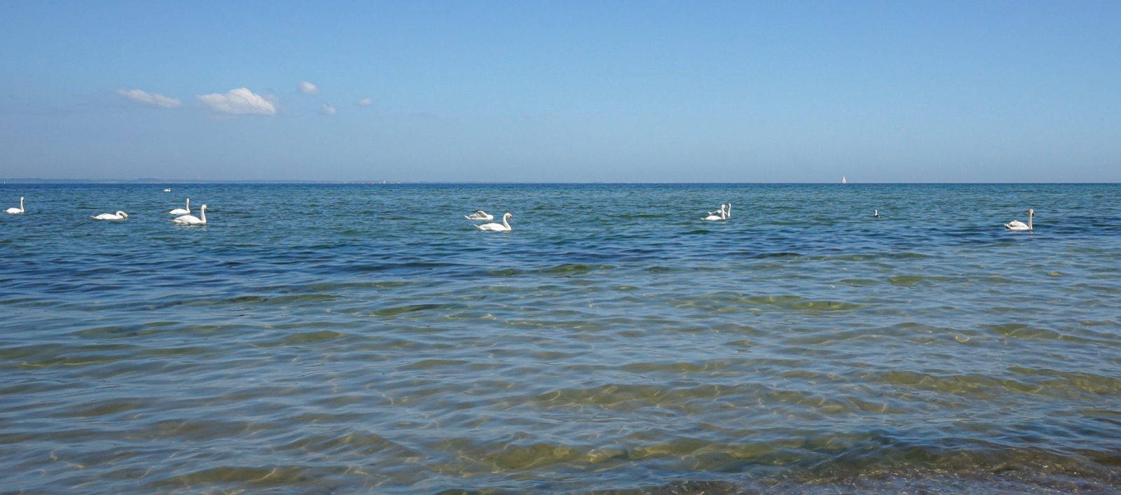 Schwäne auf der Ostsee vor Groß Schwansee